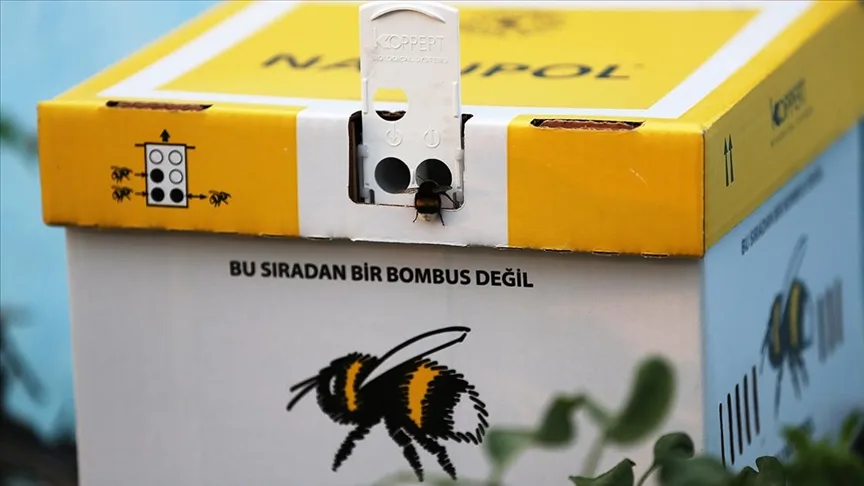 Mavi renkli seralarda bombus arılarıyla verimin arttırılması amaçlanıyor