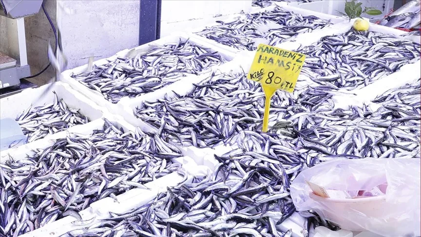 Bollaşmaya başlayan hamsinin fiyatı düştü