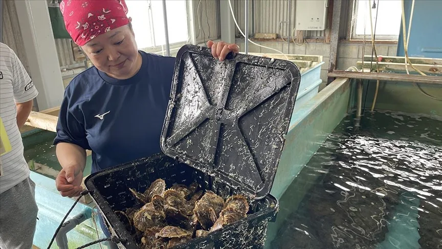 Japonya'da inci çiftçileri iklim değişikliğine uyum sağlıyor