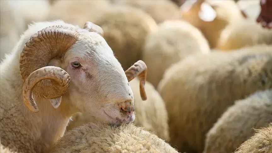 Kurban kesim kursu için kayıtlar başlıyor