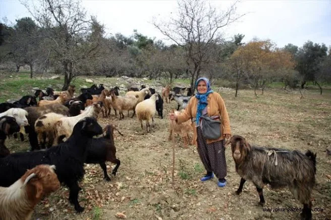 Torosların kadın çobanı hayvanlarına evladı gibi bakıyor
