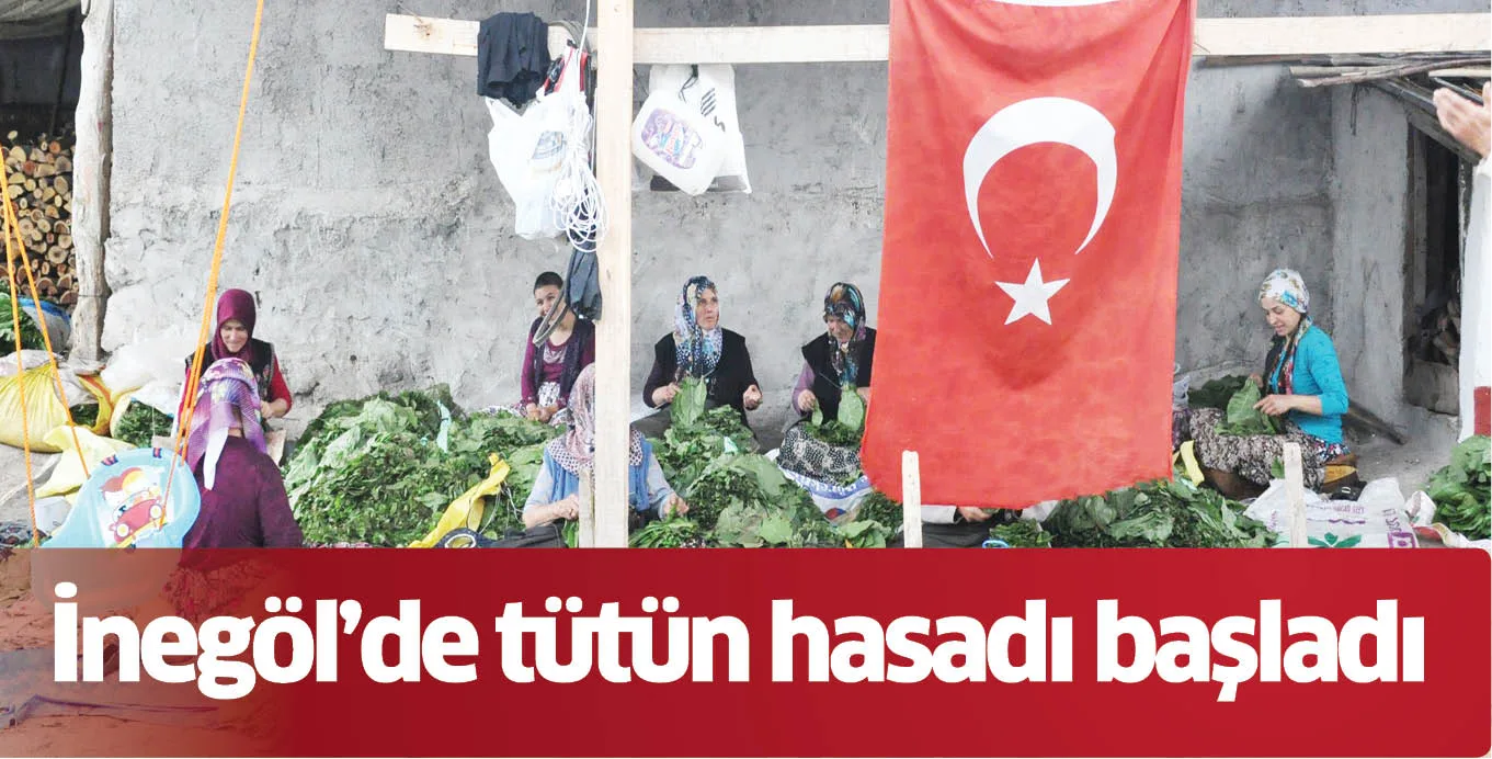 İnegöl’de tütün hasadı başladı