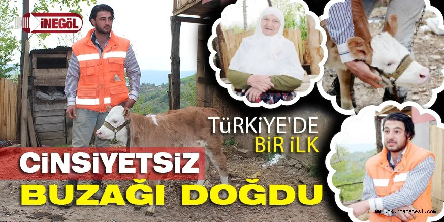 TüRKiYE'DE iLK DEFA GöRüLDü iNEGÖL'DE CİNSİYETSİZ BUZAĞI DOĞDU