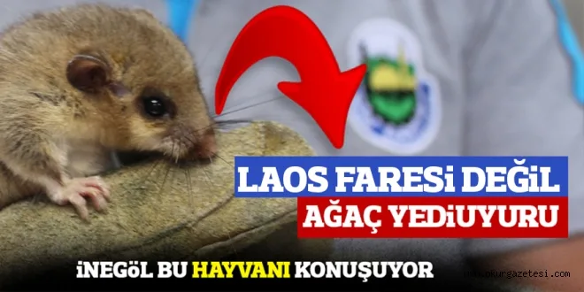 TÜRÜ BELLİ OLDU