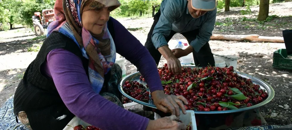 Uludağ'ın eteklerinde hasat edilen Napolyon kirazı büyükşehirlere gönderiliyor