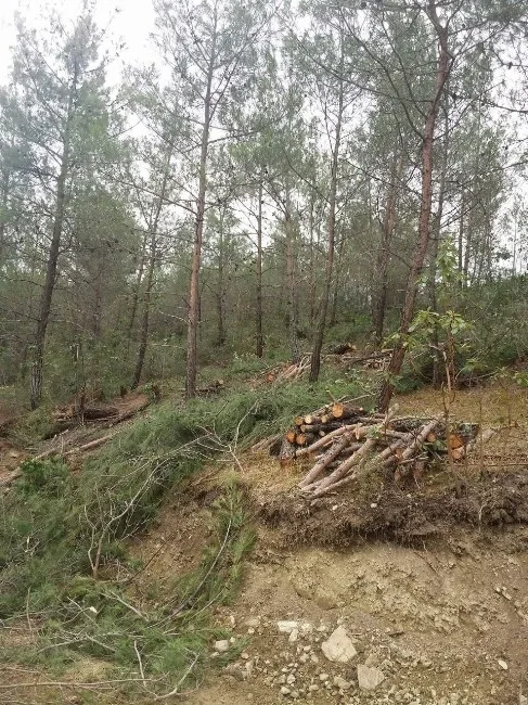 Vezirköprüde Ormanlara Sıklık Bakım Operasyonu