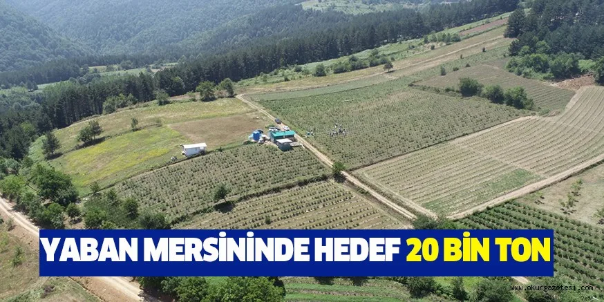 YABAN MERSİNİNDE HEDEF 20 BİN KİLOGRAM REKOLTE