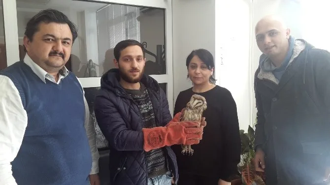 Yaralı Baykuşa Belediye Sahip Çıktı