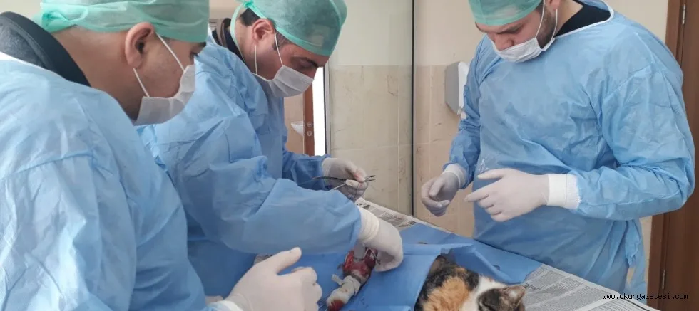YARALI KEDİYE BELEDİYE EKİPLERİ SAHİP ÇIKTI