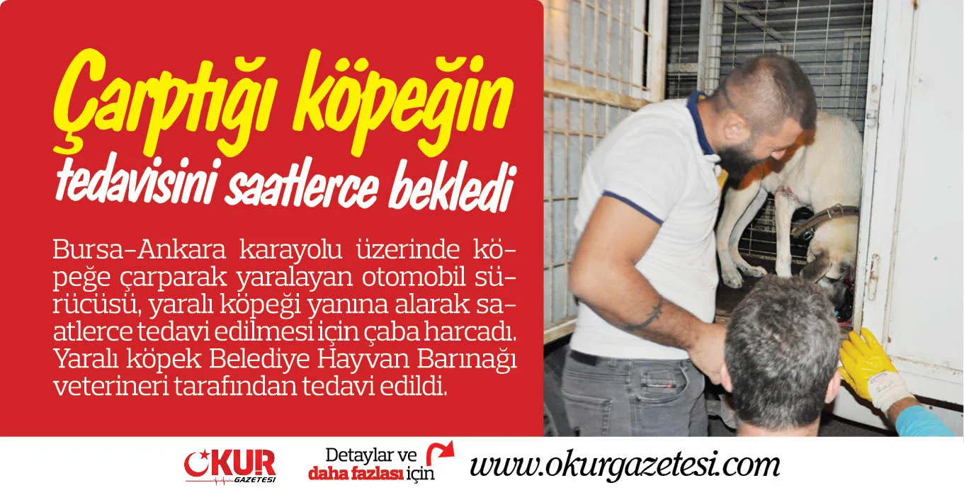 Çarptığı köpeğin tedavisini saatlerce bekledi