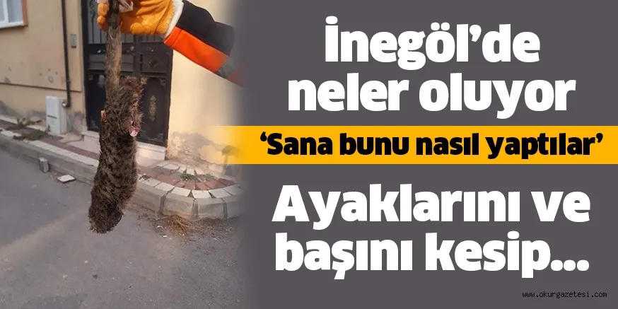 YAVRU KEDi KATLEDiLDi