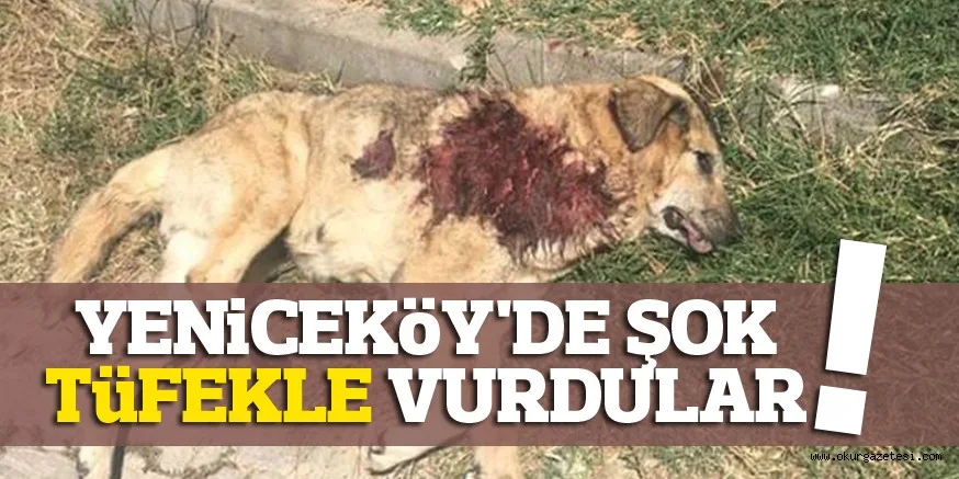 YENiCEKöY'DE ŞOK TüFEKLE VURDULAR
