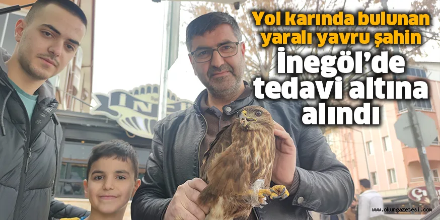 Yol karında bulunan yaralı yavru şahin İnegöl’de tedavi altına alındı