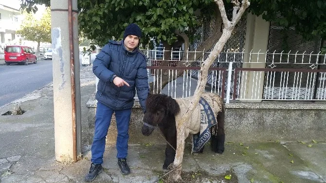 Yolunu Kaybeden Sevimli Ata Vatandaş Sahip Çıktı