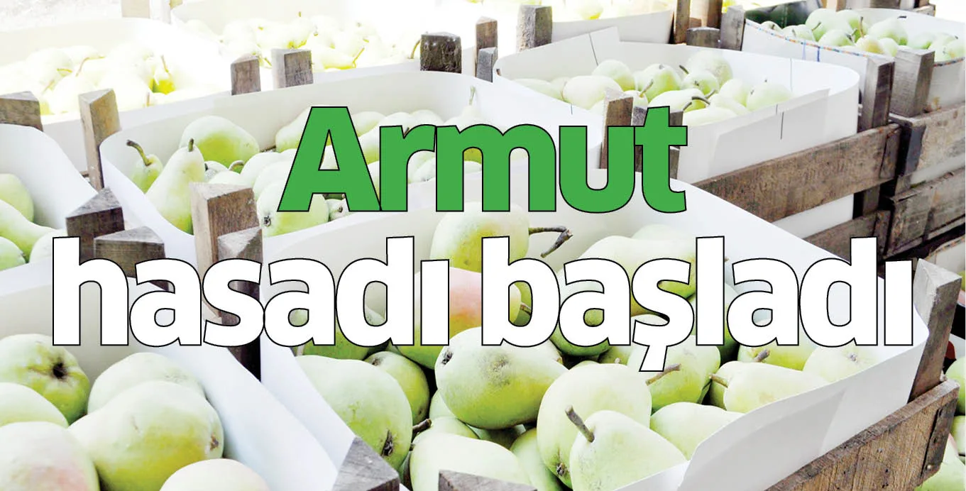 Armut hasadı başladı