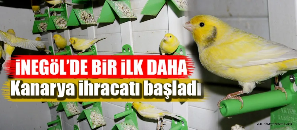 YURT DIŞINA KANARYA İHRAÇ EDİYOR