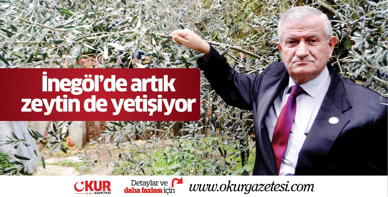 İnegöl'de artık zeytin de yetişiyor
