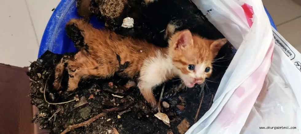 Zifte bulanan iki kedi yavrusunu belediye ekipleri kurtardı