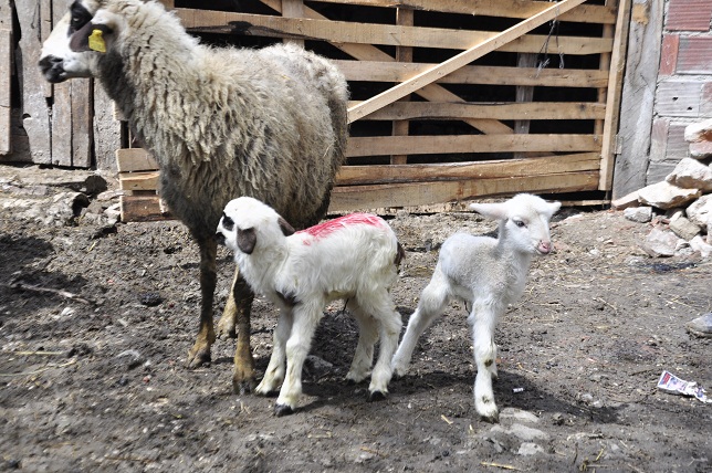 3 bacaklı kuzu şaşırttı