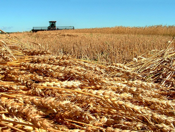 2013 yılı desteklemeleri İlçe Tarım’da askıya çıktı