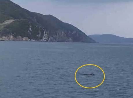 Yıllar sonra Marmara’da görüldü