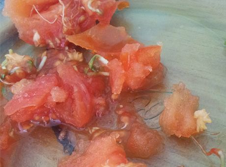 Pazardan alınan 1.5 liralık domates şoke etti