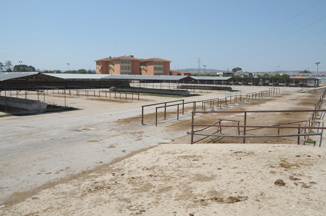 Hayvan Pazarı yeniden açılıyor