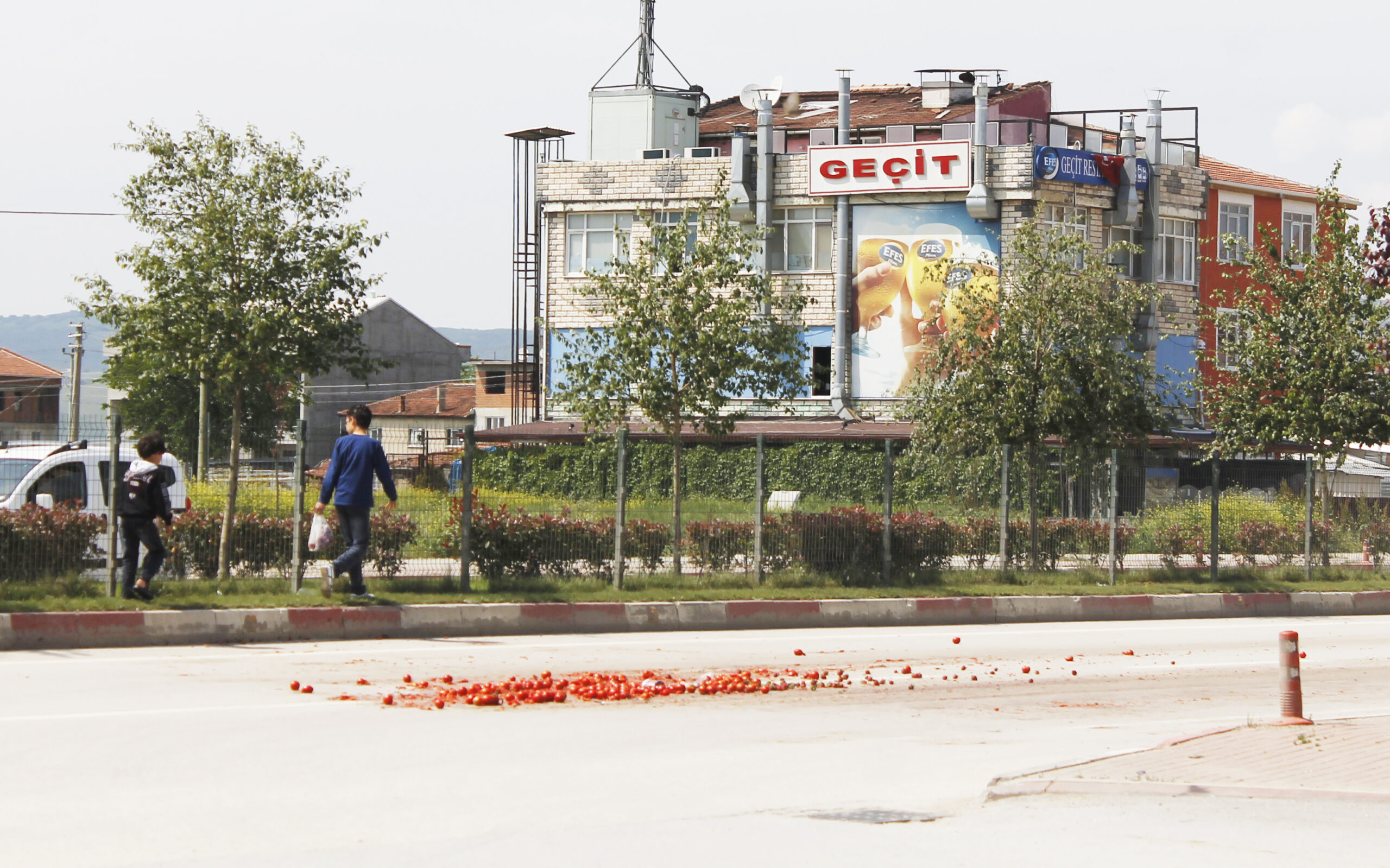 Domatesler için canlarından olacaklardı!