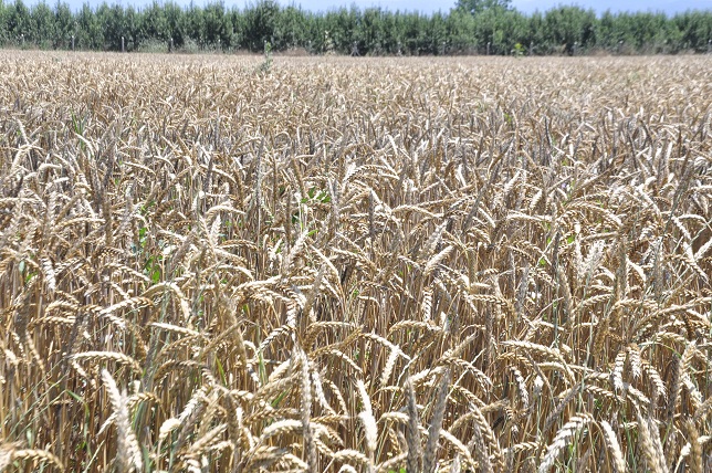Sakla buğdayı, gelir zamanı!