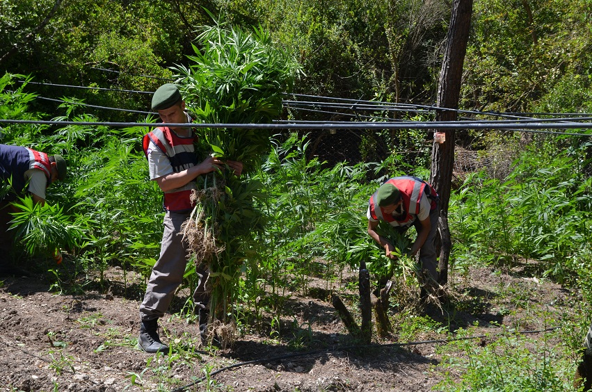 Uyuşturucuya şafak baskını