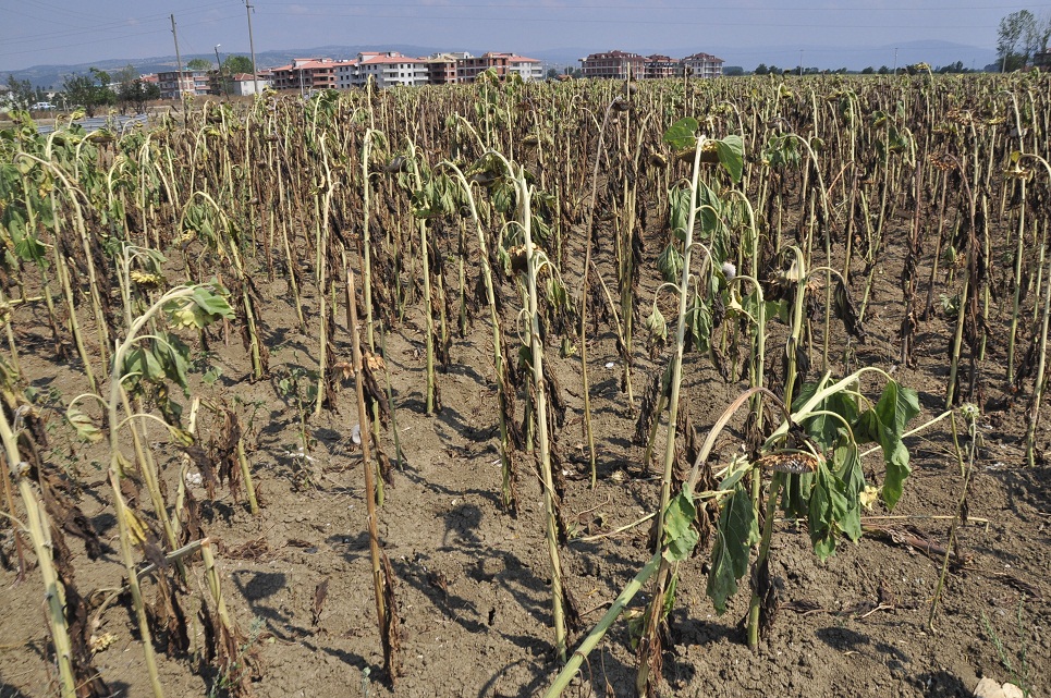 Ayçekirdeği bu yıl güldürmedi