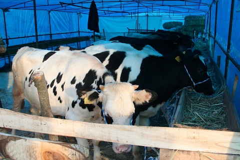 Kurbanlıklar İnegöl’e gelmeye başladı