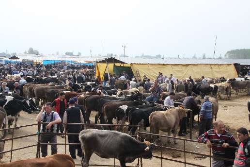 Hayvan pazarına kar engeli