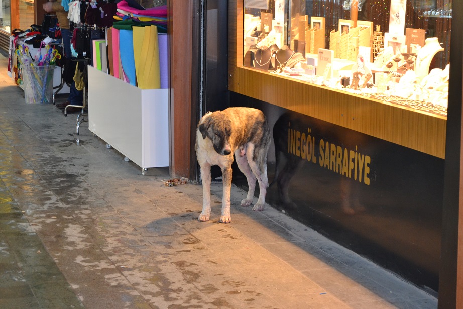 Kış geldi en çok onlar etkilendi