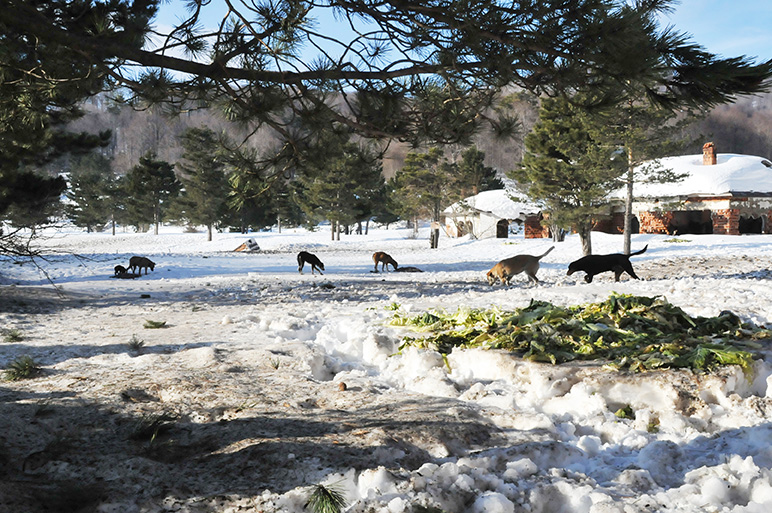 Doğadaki hayvanlara yiyecek bırakıldı