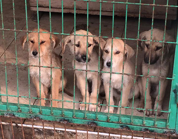 İDOHA’dan hayvanlara battaniye desteği