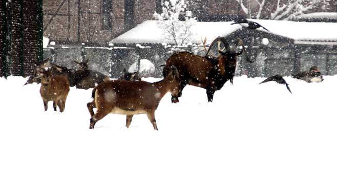 Hayvanat bahçesi sakinlerinin kar keyfi