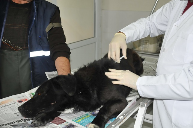 Sokak hayvanlarına çip takılıyor