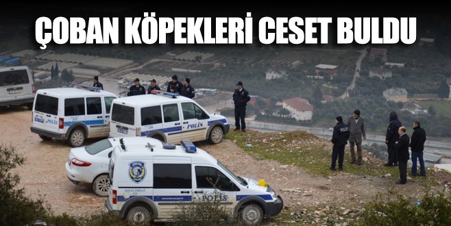 Çoban köpekleri ceset buldu