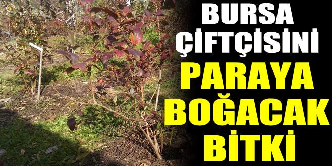 Bursa çiftçisini paraya boğacak bitki