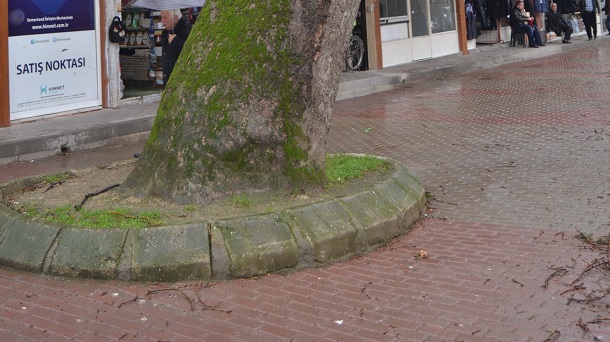 Önlem alınmazsa kayıp büyük olur