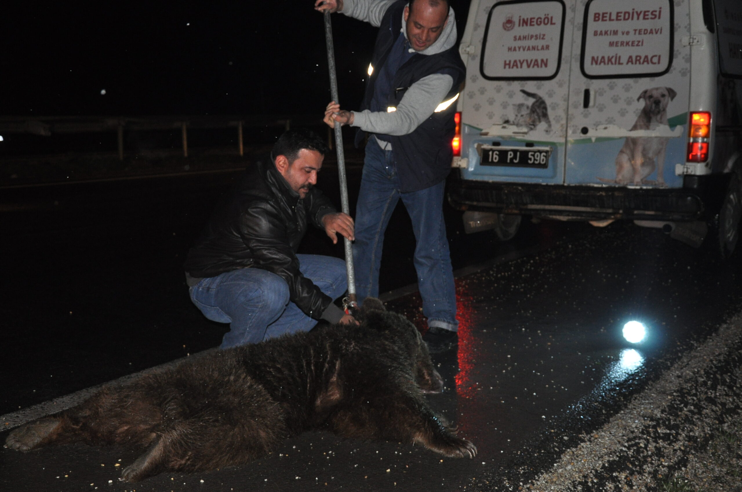 4 Yaşındaki Ayı’nın durumu kritik