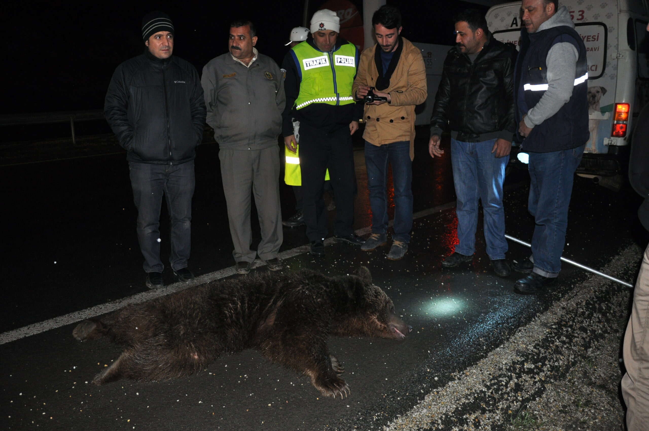 Yola inen ayıya TIR çarptı