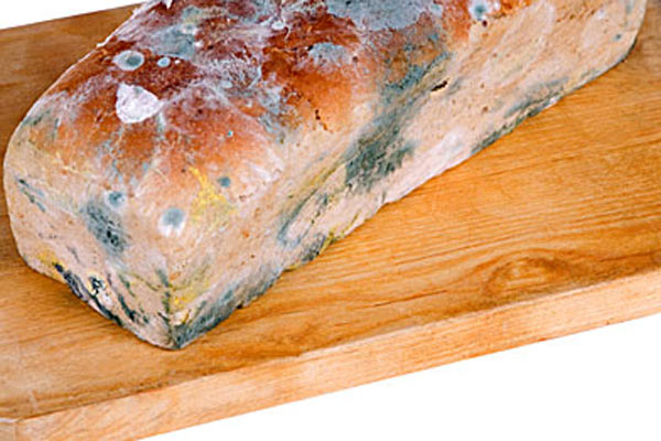 Küflü tost ekmeği’ne soruşturma