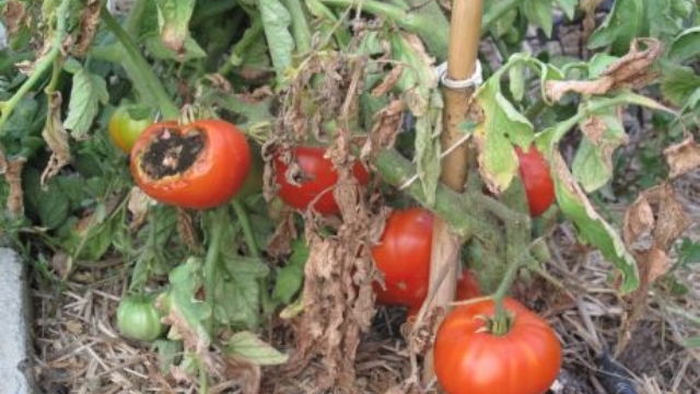 Mildiyö hastalığı başvurusu yok