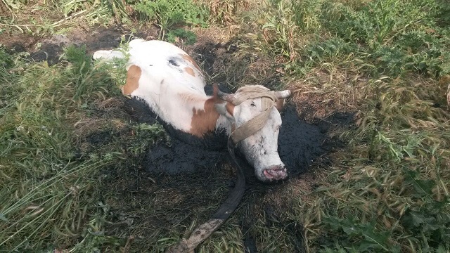 İnek kurtarma operasyonu