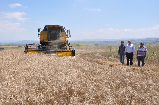 Hububat hasadı başladı