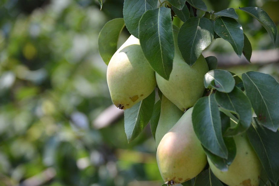 Amut üreticileri 2 yıldır zararda