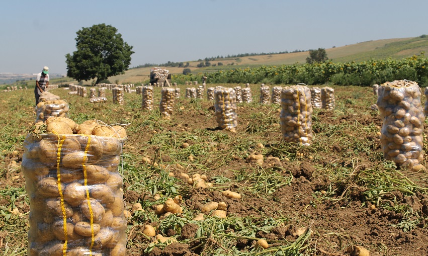 Patates çiftçiyi üzdü