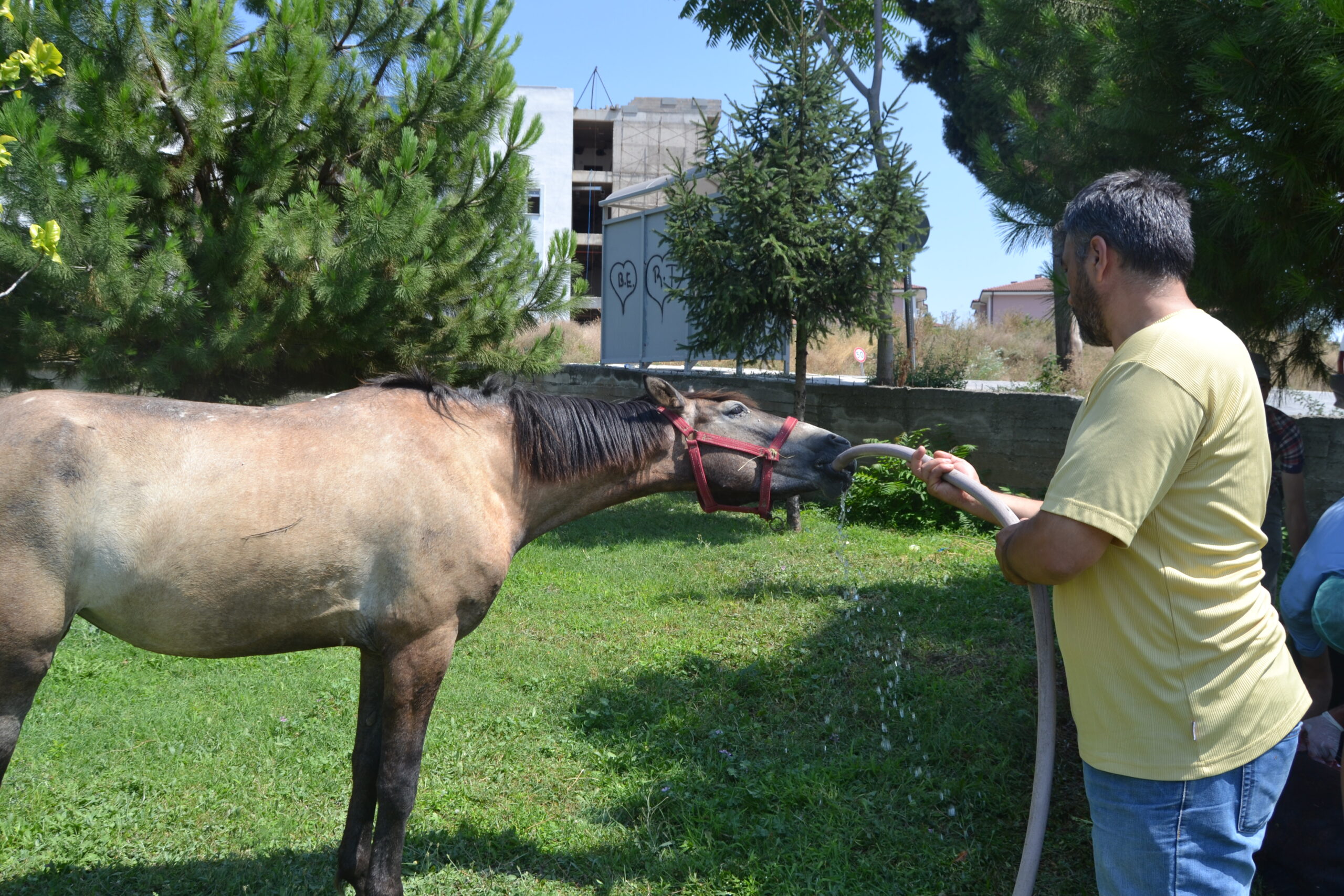 Aşırı sıcaklıklar onları da vurdu